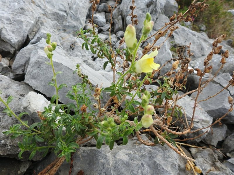 Antirrhinum latifolium