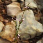 Cynanchica pyrenaica