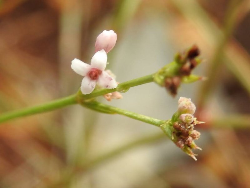 Cynanchica pyrenaica