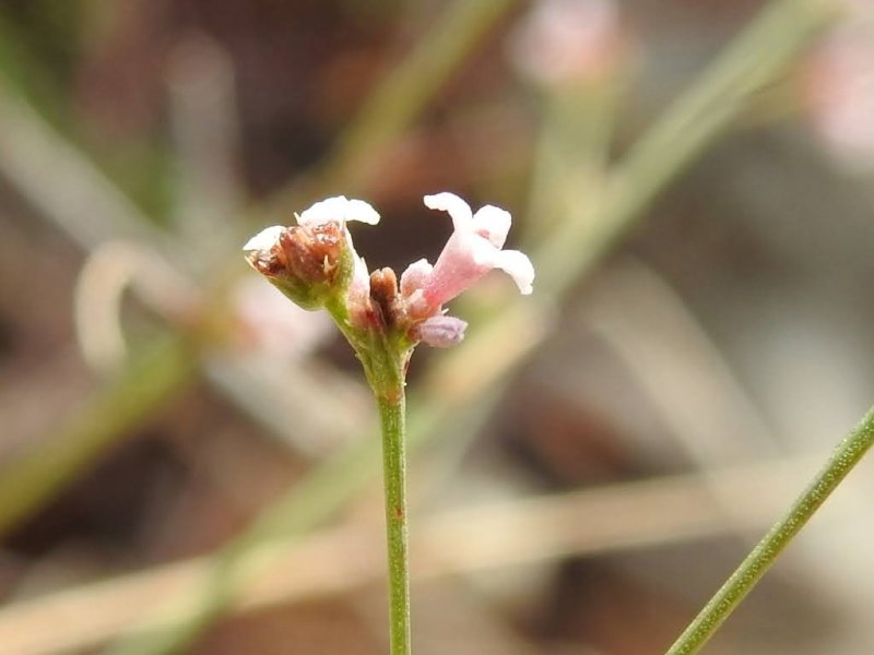 Cynanchica pyrenaica