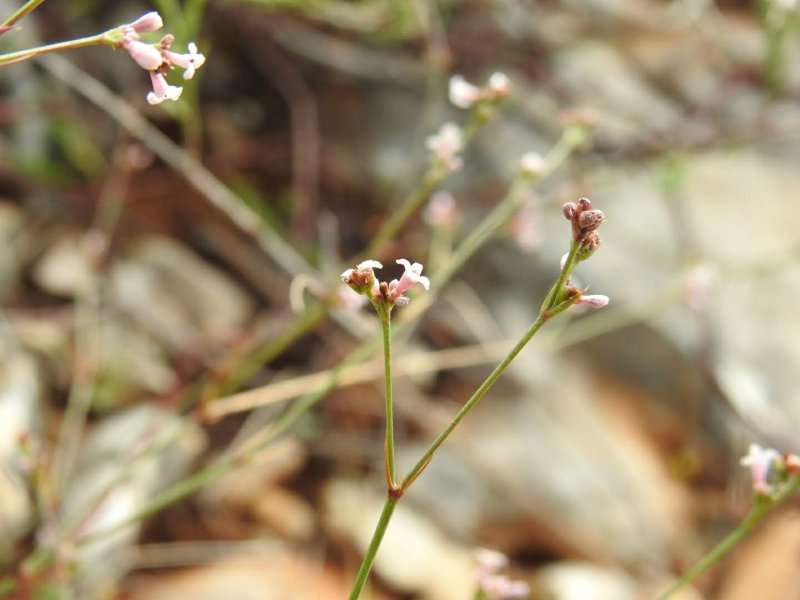 Cynanchica pyrenaica