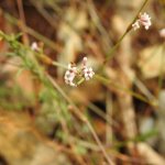 Cynanchica pyrenaica