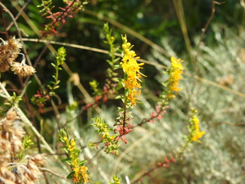 Odontites luteus