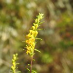 Odontites luteus