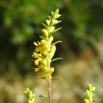 Odontites luteus