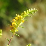 Odontites luteus
