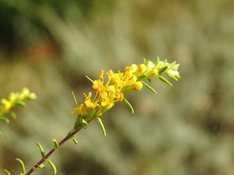 Odontites luteus