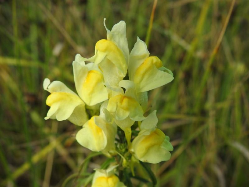 Linaria vulgaris