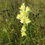 Linaria vulgaris