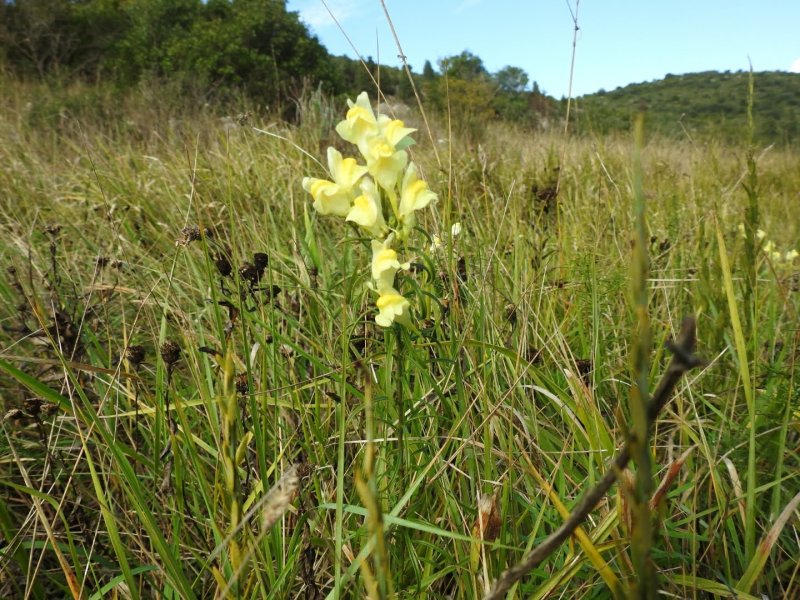 Linaria vulgaris