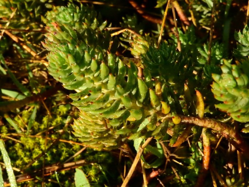 Sedum sexangulare