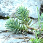 Sedum sexangulare
