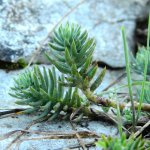 Sedum sexangulare