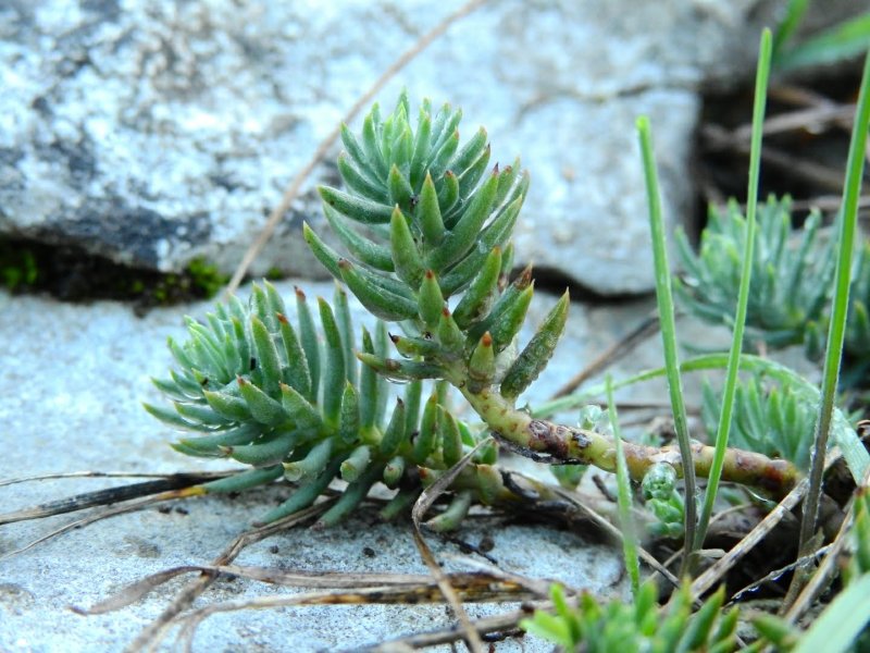 Sedum sexangulare