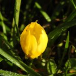 Sternbergia lutea