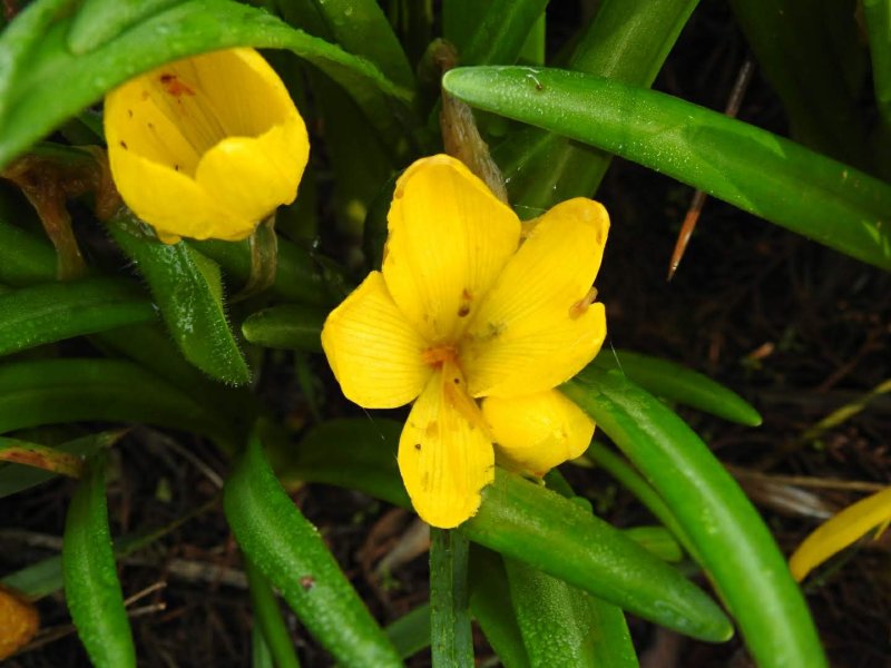 Sternbergia lutea