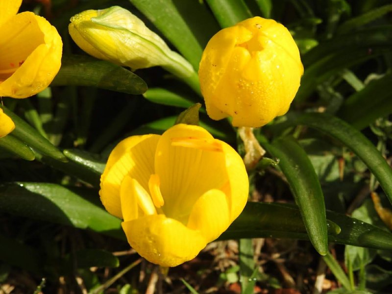 Sternbergia lutea