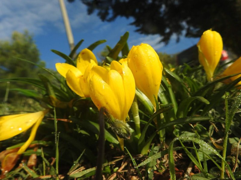 Sternbergia lutea