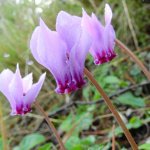 Cyclamen hederifolium