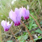Cyclamen hederifolium