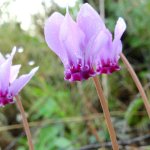 Cyclamen hederifolium