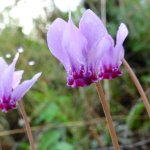 Cyclamen hederifolium