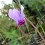 Cyclamen hederifolium