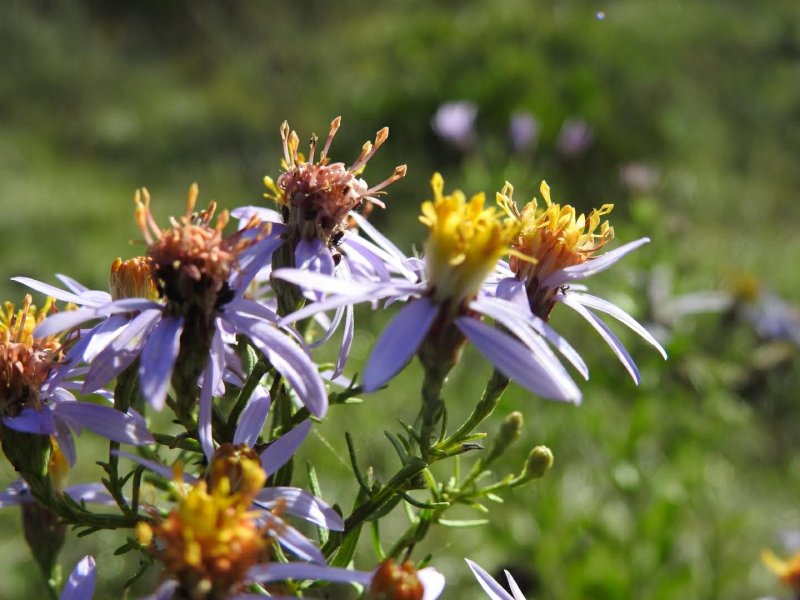Galatella sedifolia