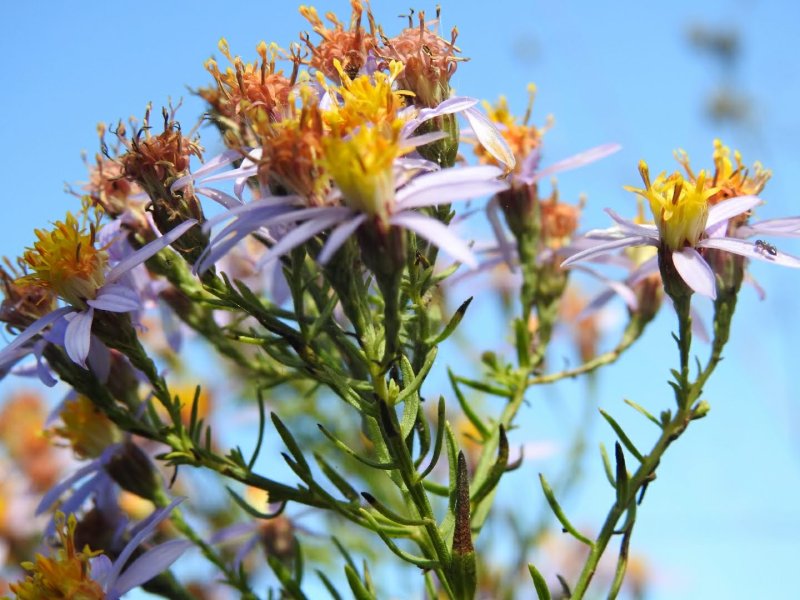 Galatella sedifolia