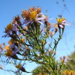 Galatella sedifolia