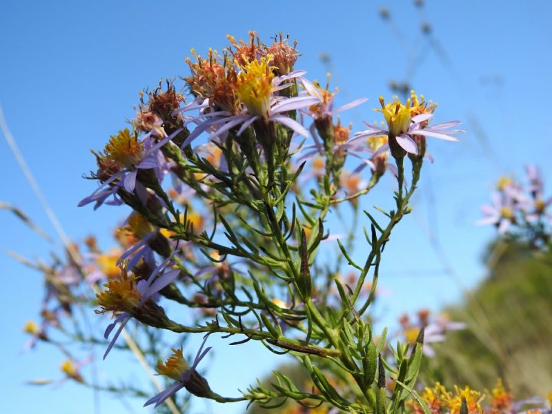 Galatella sedifolia