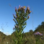 Galatella sedifolia