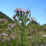 Galatella sedifolia