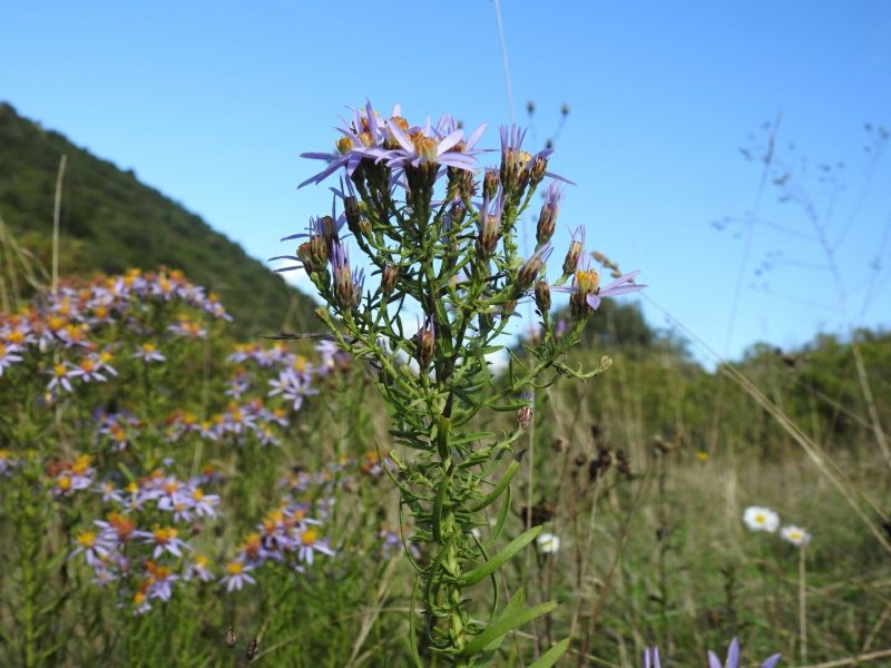 Galatella sedifolia