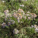 Galatella sedifolia