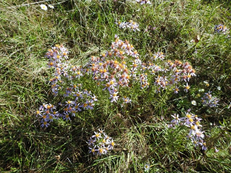 Galatella sedifolia