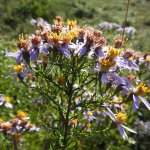 Galatella sedifolia