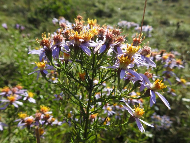 Galatella sedifolia