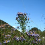 Galatella sedifolia