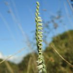 Spiranthes spiralis