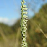 Spiranthes spiralis
