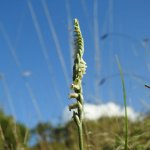 Spiranthes spiralis