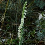 Spiranthes spiralis