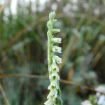 Spiranthes spiralis