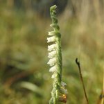 Spiranthes spiralis