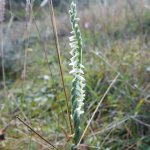 Spiranthes spiralis