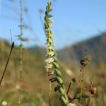 Spiranthes spiralis