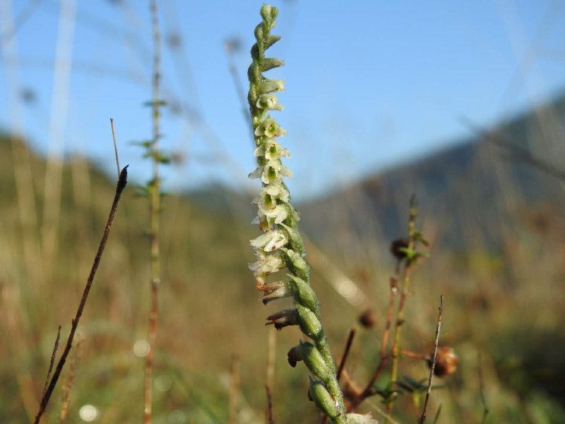 Spiranthes spiralis