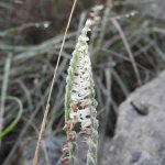 Spiranthes spiralis