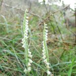 Spiranthes spiralis